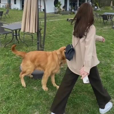 败犬女王粤语